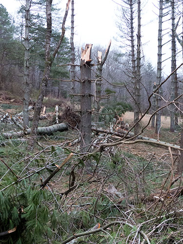 Norris-Trees-Feb-25-2016-8