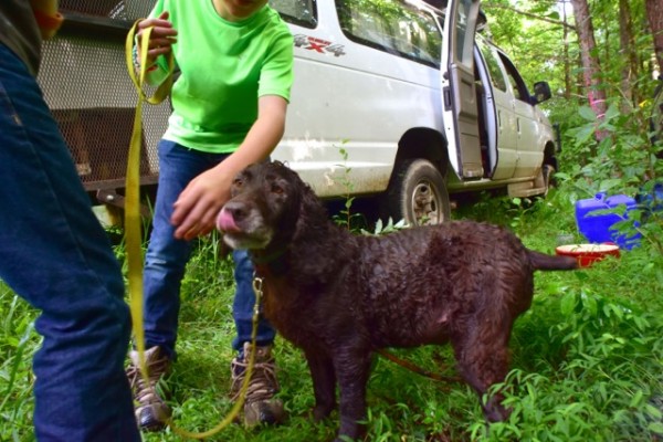 CRESO and DOE OREM Turtle Hunt with Boykin Spaniels 3
