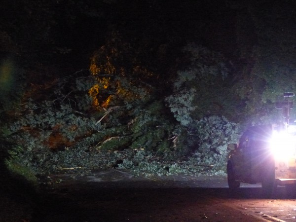 Fallen Tree on New York Avenue July 8 2016