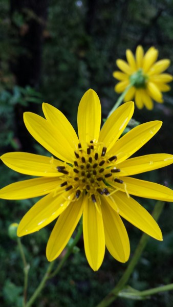 prairie-rosinweed-silphium-terebinthinaceum-at-worthington-cemetery-ecological-study-area-2015