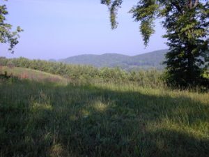 The University of Tennessee Arboretum Oak Ridge Forest is pictured above in the spring of 2016. (Photo by UT Arboretum)