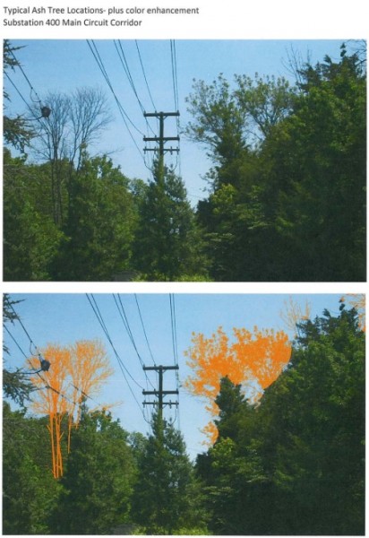 ypical ash tree locations, plus color enhancements—Substation 400 Main Circuit Corridor. (Images by City of Oak Ridge)
