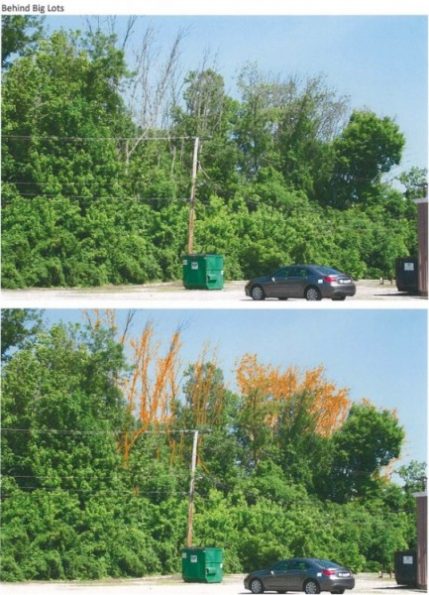 Typical ash tree locations, plus color enhancements—behind Big Lots. (Images by City of Oak Ridge)