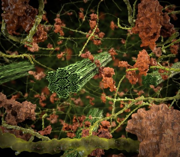 Oak Ridge National Laboratory’s Jeremy Smith is studying the recalcitrance of biomass to enable cheaper, more efficient biofuels, and other high-value chemicals. (Image courtesy ORNL)